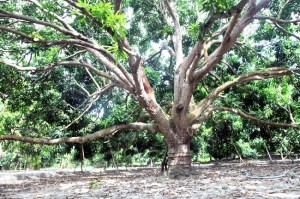 Cây xoài tây già Cam Lâm Khánh Hoà - SEAmangoes