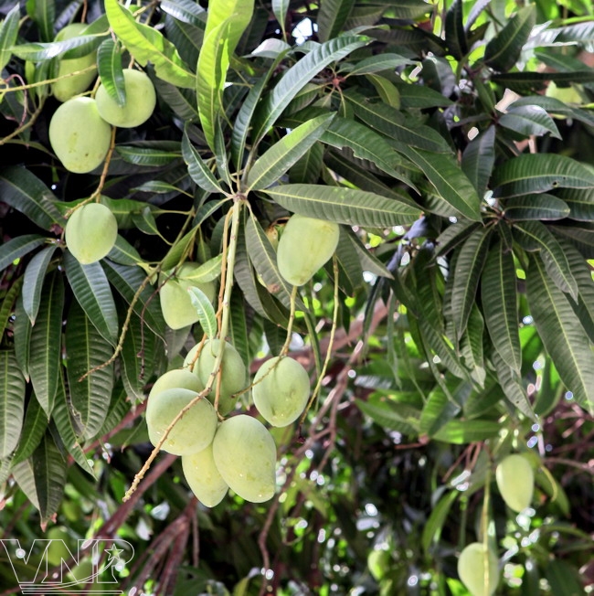 16-8TNDP14BaoAnh168201216816457