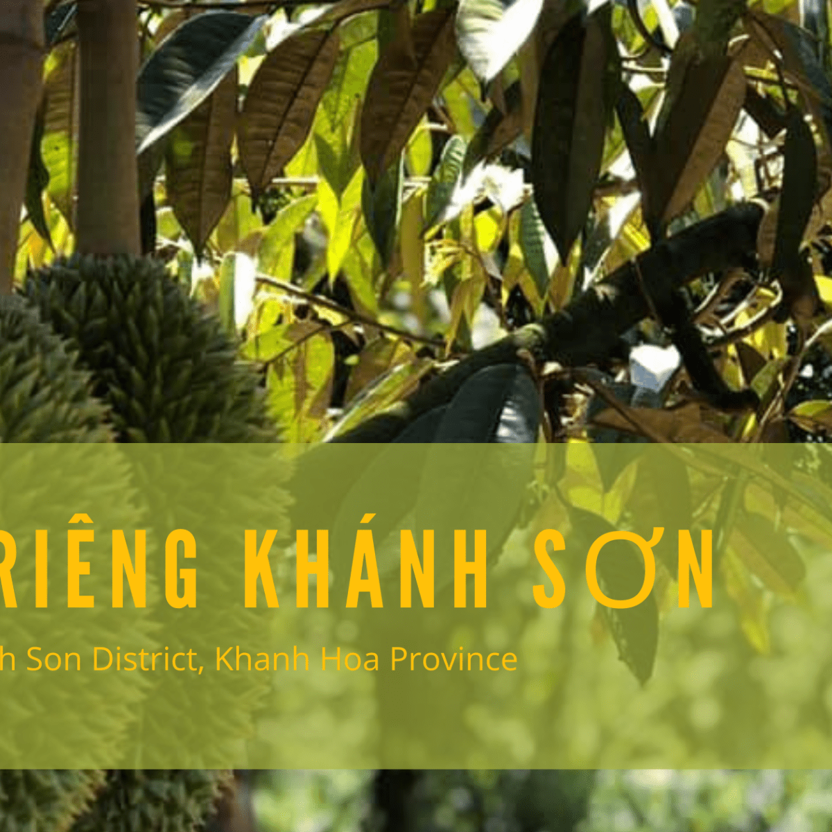 CÂY SẦU RIÊNG Ở KHÁNH SƠN – KHÁNH&nbsp;HÒA