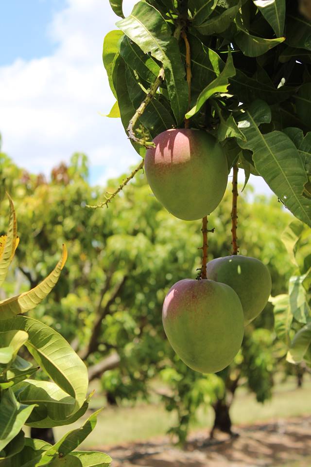 Xoai Uc trên cây -SEAmangoes