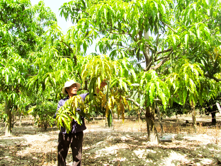 images2519954_Vuon_xoai_tu_quy_cua_ong_Vo_Van_Be