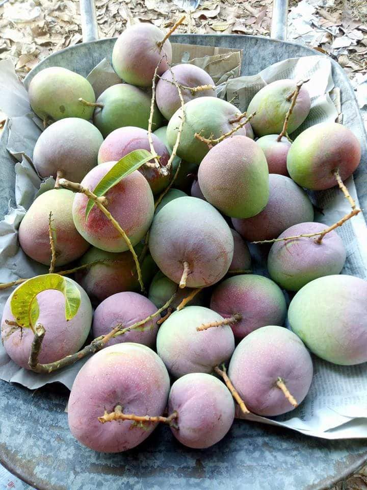 39453987_2176417892399730_4437369200146644992_n