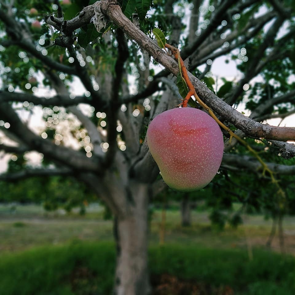 XoaiUcCamLamKhanhHoa