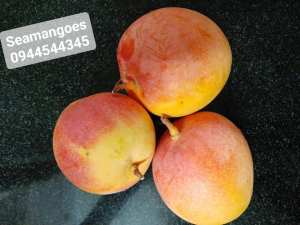 Xoài úc chín Cam Lâm Khánh Hoà