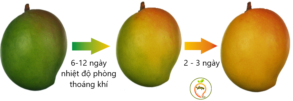 Xoai uc bao lau thi chin?