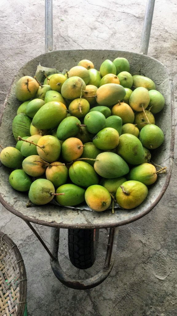 Xoài thuỷ triều Cam Lâm