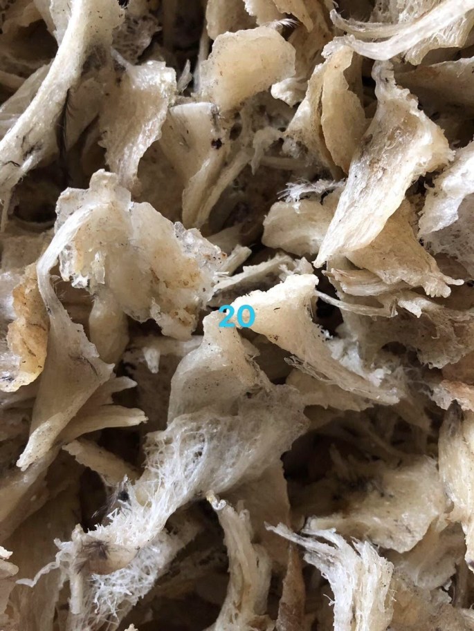 Chân Yến Thô - chamkhanhhoa.com