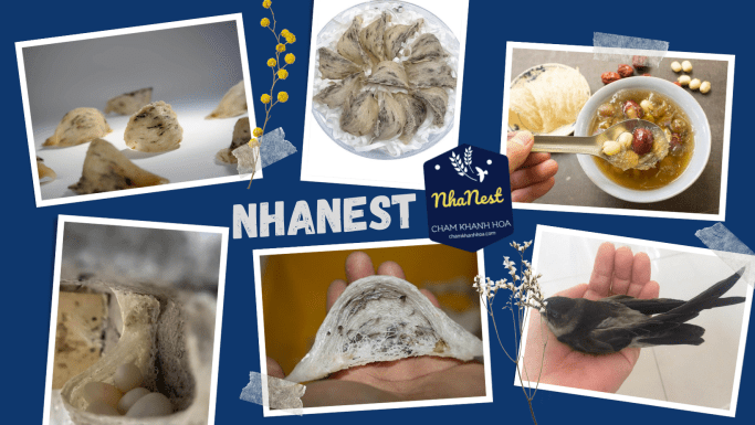 MUA YẾN SÀO NUÔI NHANEST KHÁNH HÒA CHẤT LƯỢNG