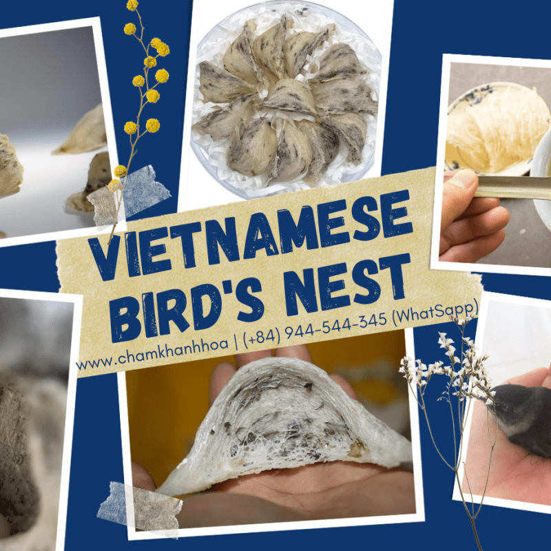 VIETNAM BIRDS’ NEST&nbsp;INDUSTRY