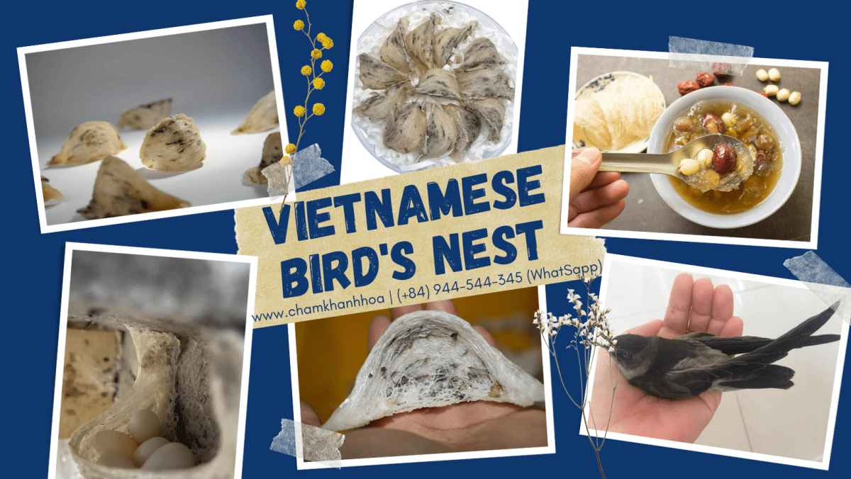 VIETNAM BIRDS’ NEST&nbsp;INDUSTRY