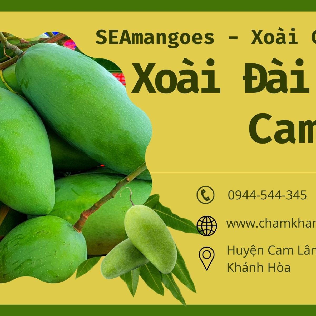 XOÀI ĐÀI LOAN Ở CAM LÂM KHÁNH&nbsp;HÒA